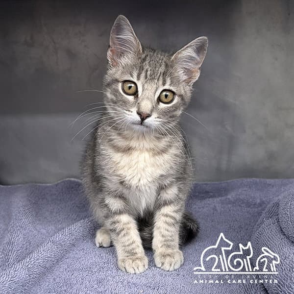 Belle - Domestic Short Hair