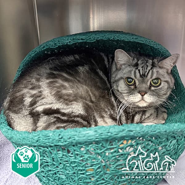 Bear - British Shorthair