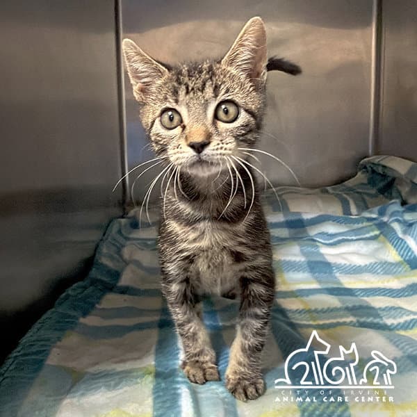 Pippy - Domestic Short Hair