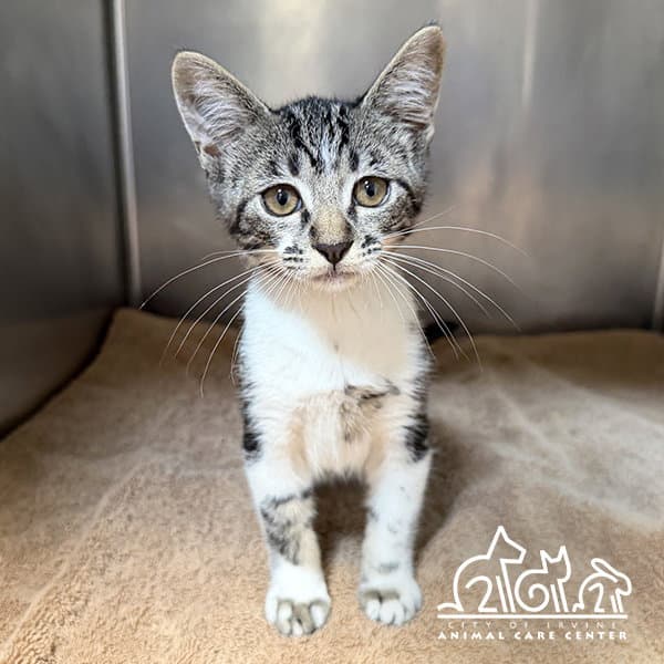 Pippin - Domestic Short Hair