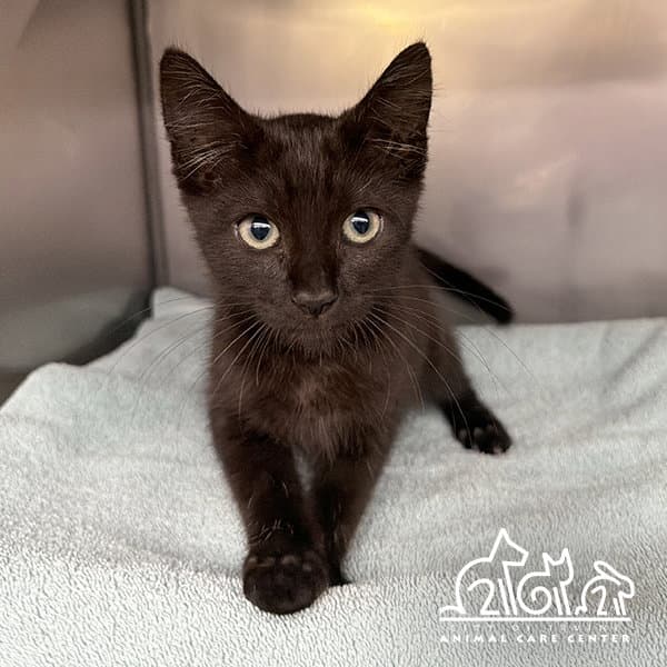 Bungee - Domestic Short Hair