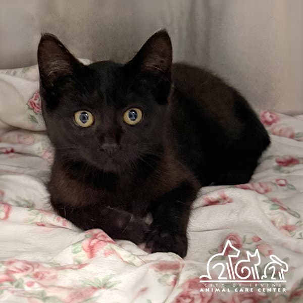 Bliss - Domestic Short Hair