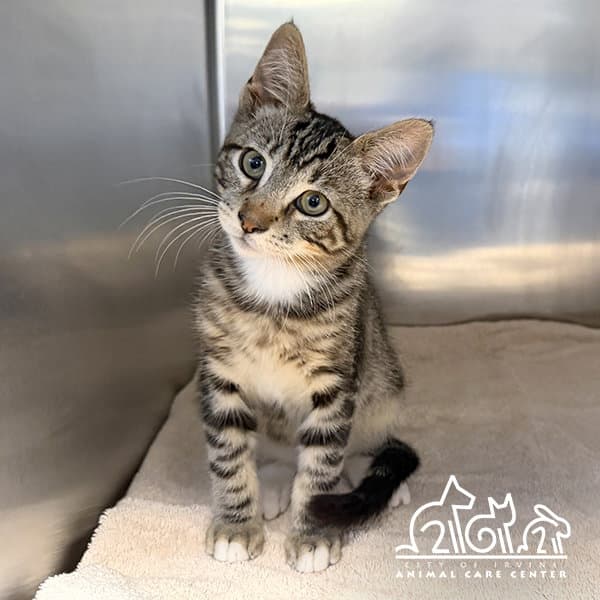 Abe - Domestic Short Hair