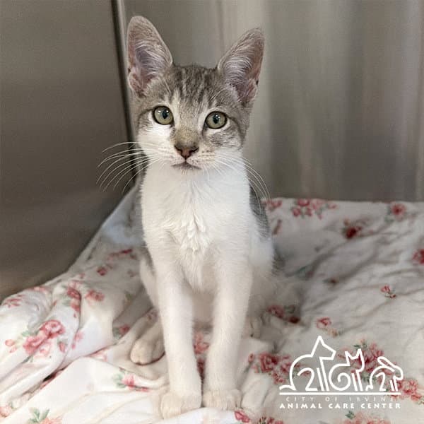 George - Domestic Short Hair