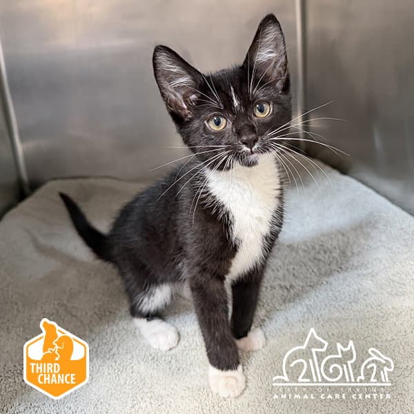 Fawn - Domestic Short Hair