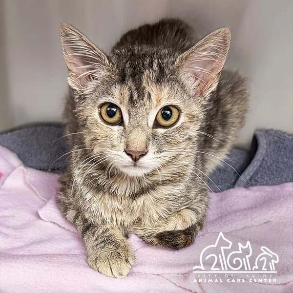 Beth - Domestic Short Hair