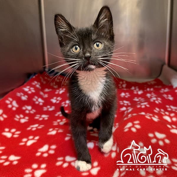 Gale - Domestic Short Hair