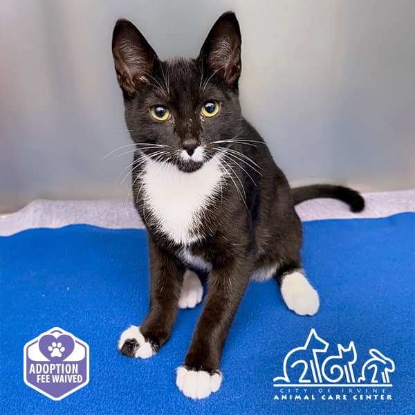Koa - Domestic Short Hair