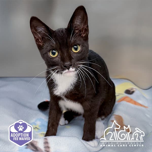 Nahoa - Domestic Short Hair