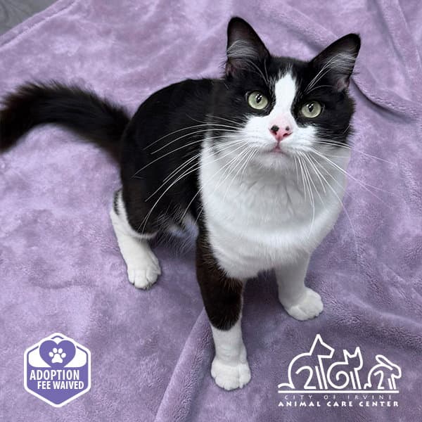 Puma - Domestic Short Hair