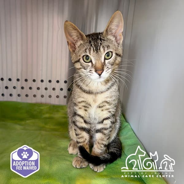 Luke - Domestic Short Hair