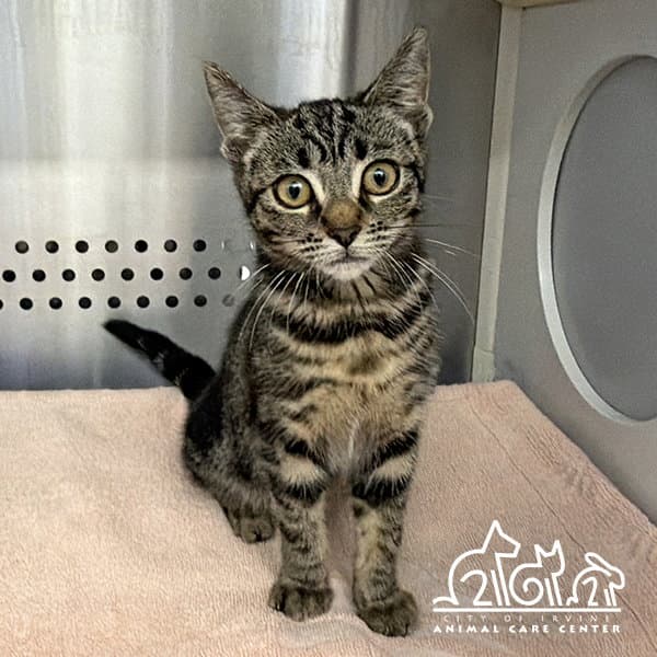 Slushie - Domestic Short Hair
