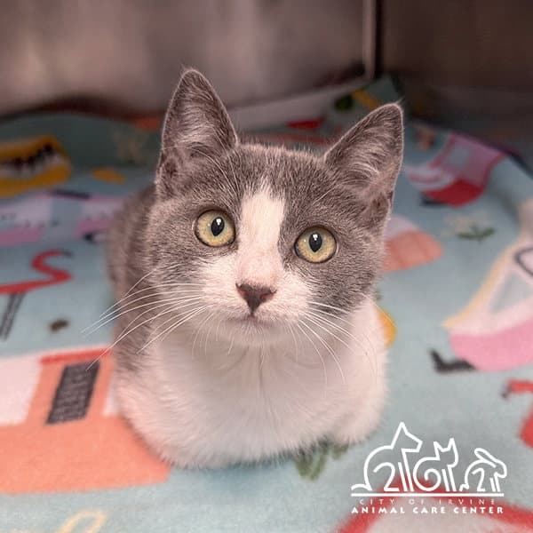 Moree - Domestic Short Hair