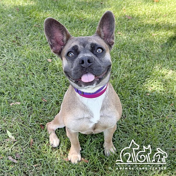 Daisy - French Bulldog