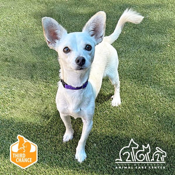 Tim - Chihuahua
