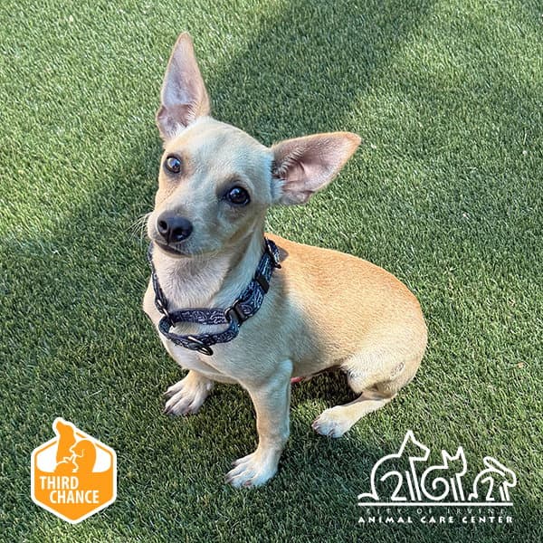 Ash - Chihuahua