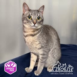 Bella image 1