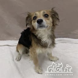 Benji image 1
