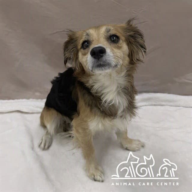 Benji - Chihuahua