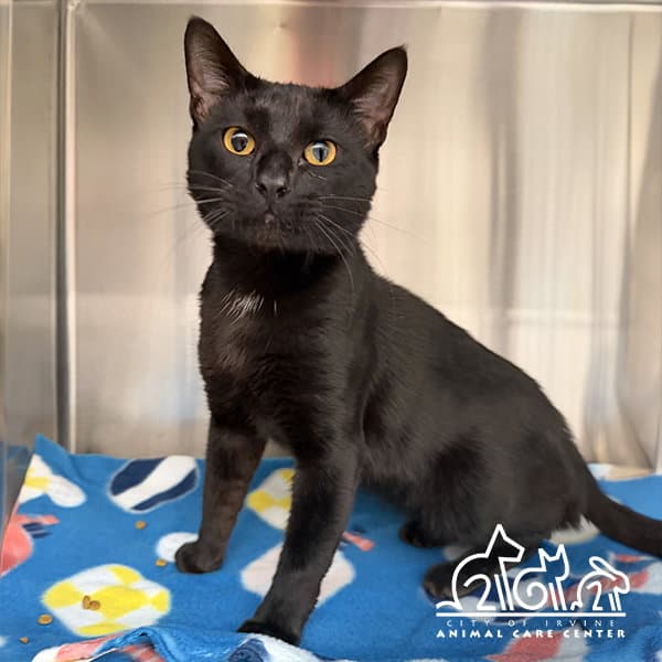 Kuro - Domestic Short Hair