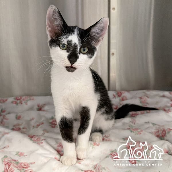 Paul - Domestic Short Hair