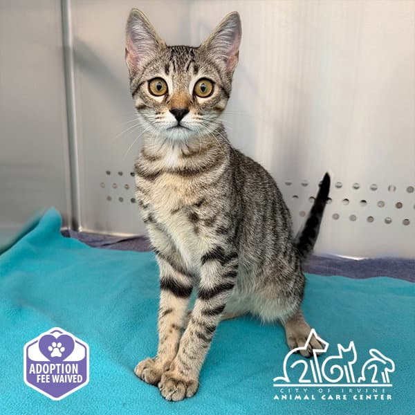 Ash - Domestic Short Hair