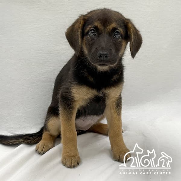 Minerva - German Shepherd Dog