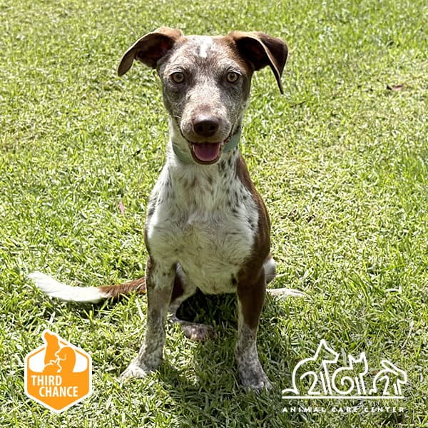 Muffy - Pointer