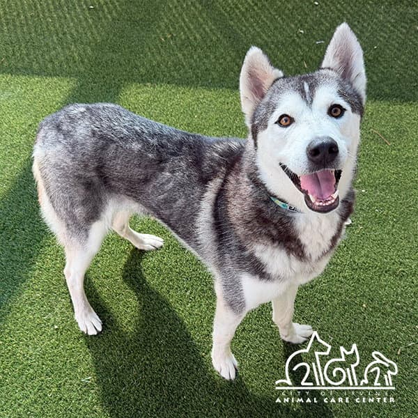 Snow - Siberian Husky