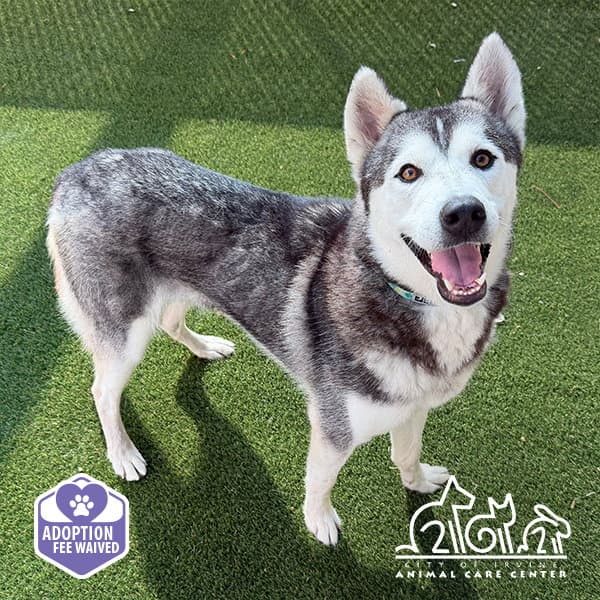 Snow - Siberian Husky