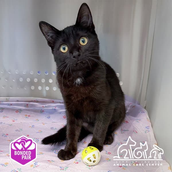 Starling - Domestic Short Hair