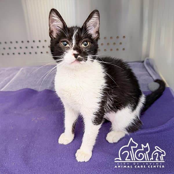 Kiki - Domestic Short Hair
