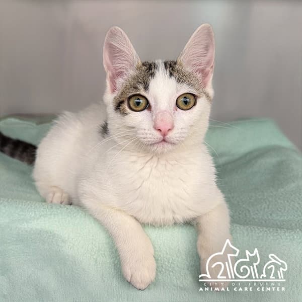 Yoyo - Domestic Short Hair