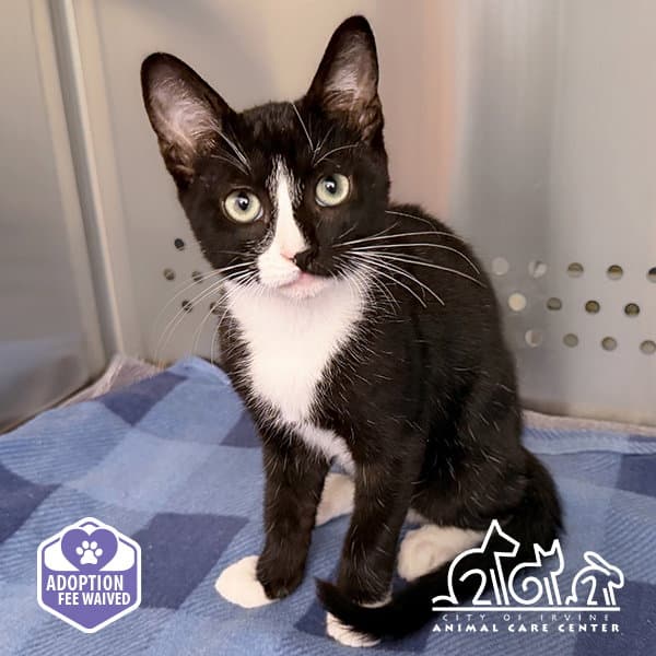 Gizmo - Domestic Short Hair
