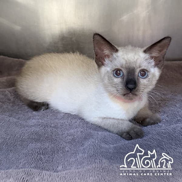 Makena - Siamese