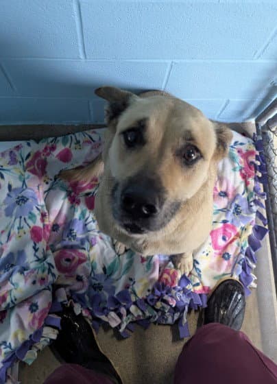 Bailey - German Shepherd Dog