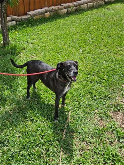 Oreo - Labrador Retriever