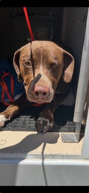Charlie - Labrador Retriever