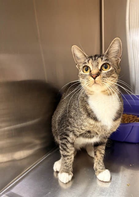 Tater Tot - Domestic Short Hair
