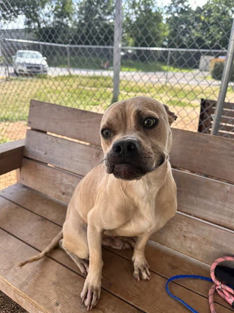 Rick - Pit Bull Terrier