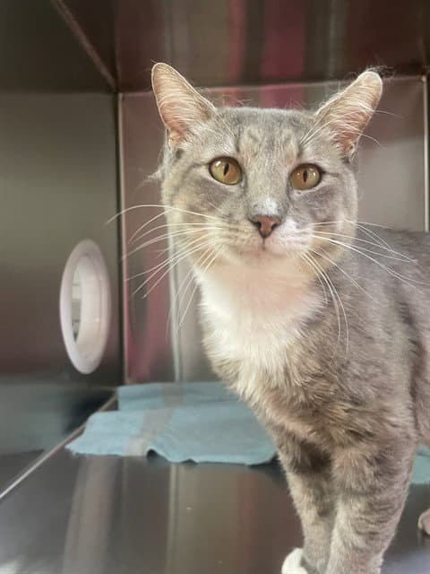 Lychee - Domestic Short Hair