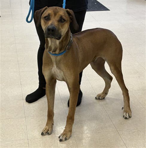 Hank - Rhodesian Ridgeback