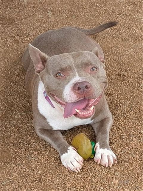 Poppie - Pit Bull Terrier