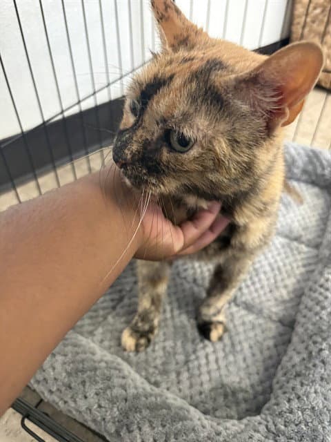Meeka - American Shorthair
