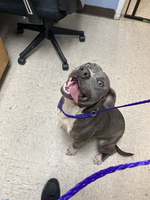 Kimchi - Pit Bull Terrier