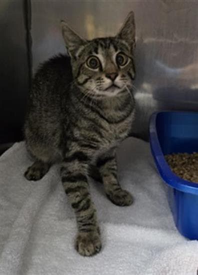 Burt - Domestic Short Hair