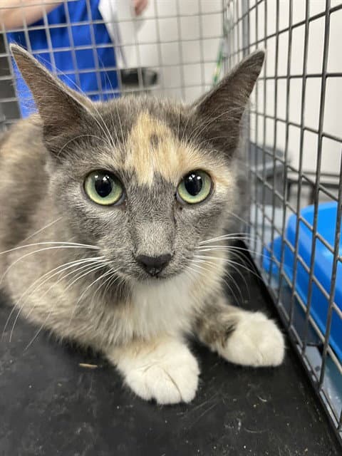 Storm - Domestic Short Hair