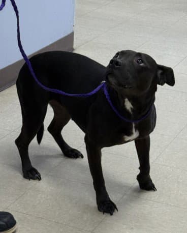 Luna - Pit Bull Terrier