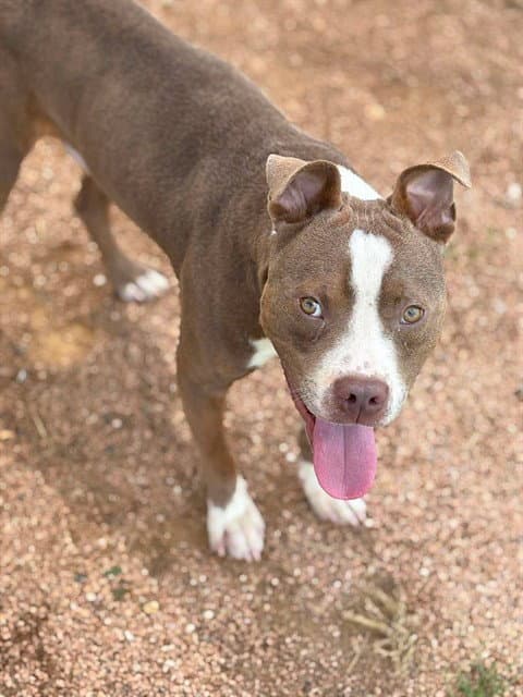 Momo - Pit Bull Terrier