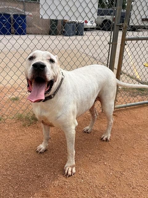 Ceaser - Cane Corso Mastiff